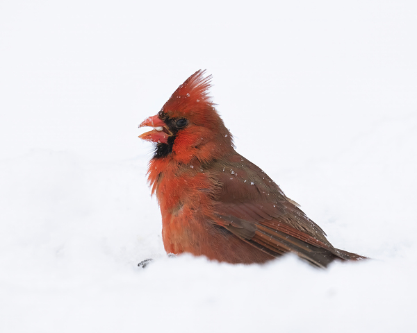 Birds  22 Print