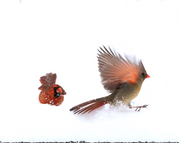Birds  10 Print