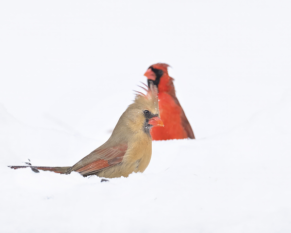 Birds  25 Print