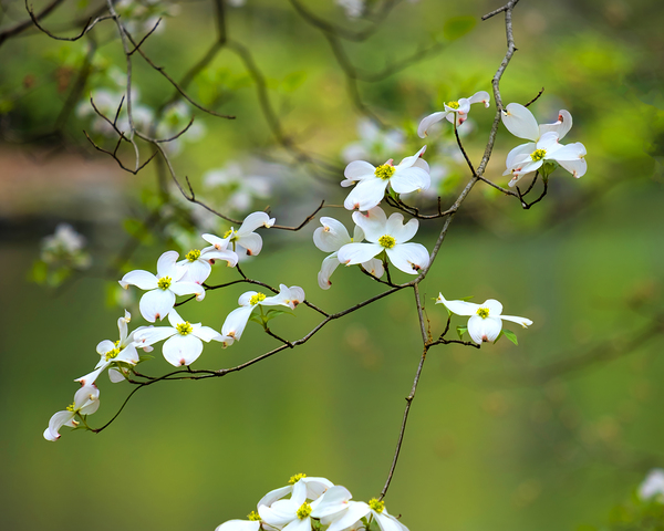 FlowersPlants 33 Print