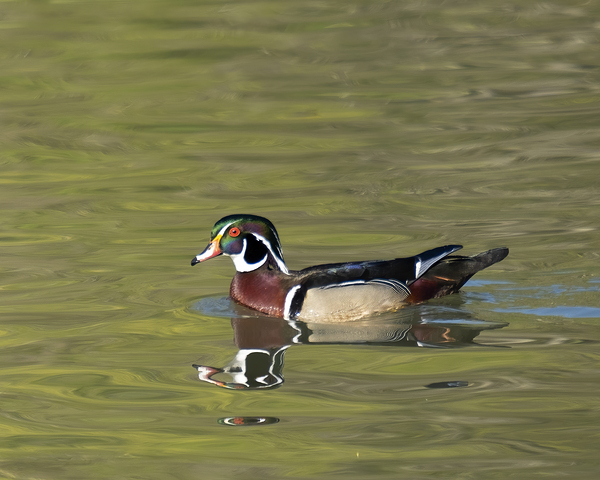Waterfowl 113 Print