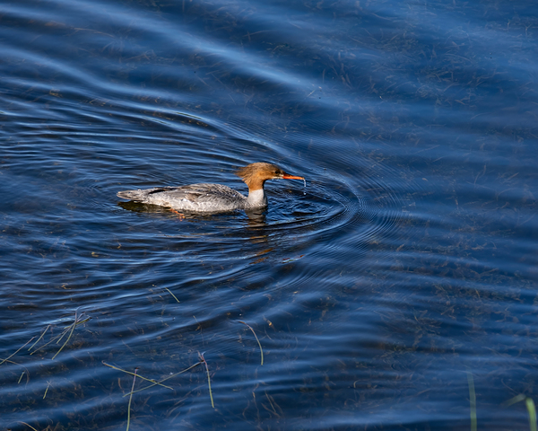 Waterfowl 158 Print
