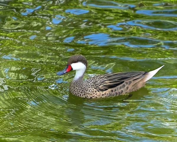Waterfowl 125 Print