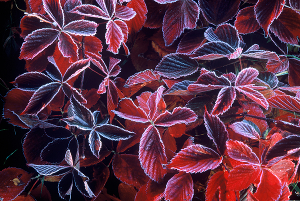 Frost Abstract  3 Print