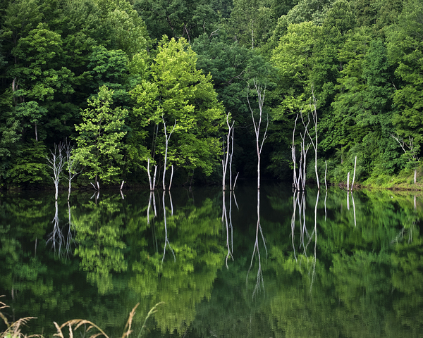 Green Abstract  1 Print