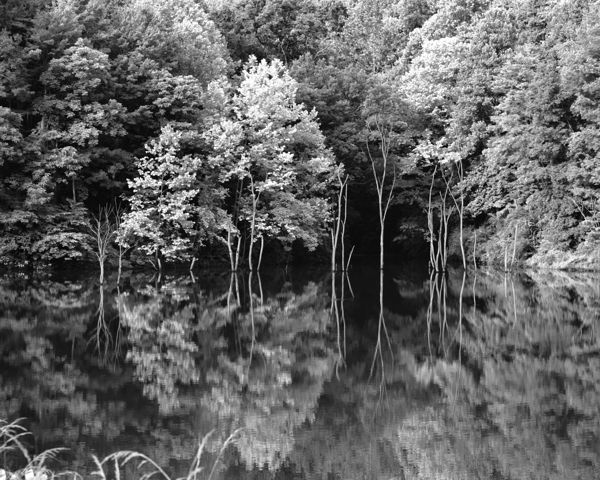 Green Abstract  1 Monochrome Print