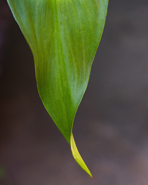 Green Plant Abstract  2 Print