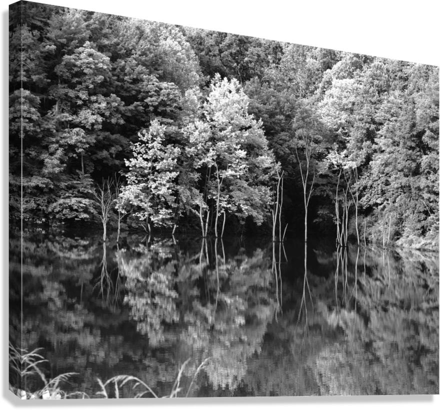 Green Abstract  1 Monochrome Canvas Print