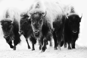 Buffalo Herd