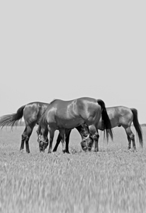 Horses Grazing