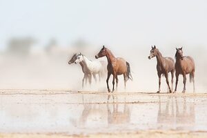 Desert Horses