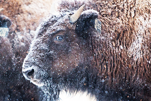Young Buffalo II