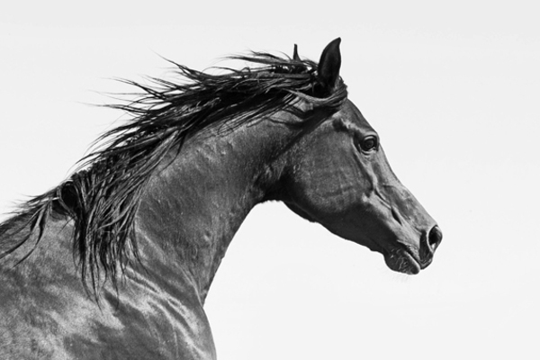 Arabian Wild Horse Print