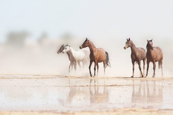 Desert Horses Print