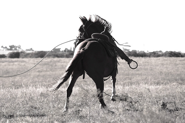 The Wild One by Cat van Kay