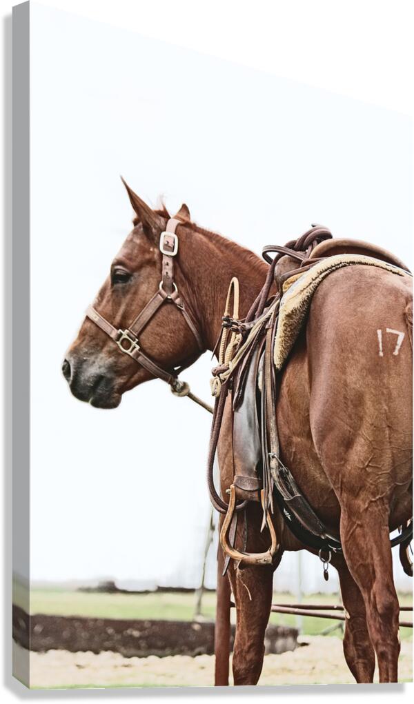 Cowhorse II Canvas Print