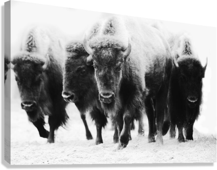 Buffalo Herd Canvas Print