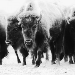 Buffalo Herd