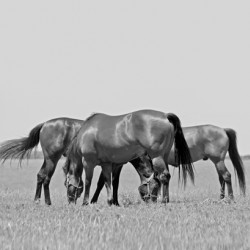 Horses Grazing