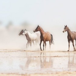 Desert Horses