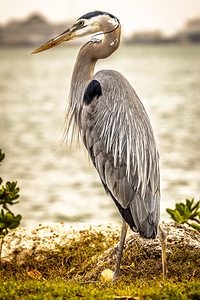 Store Key Biscayne AE2A9016