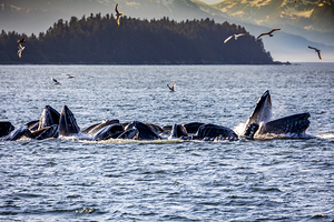Alaska Whales