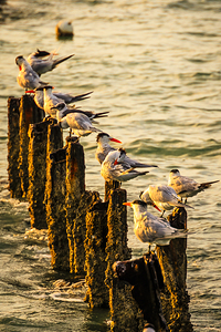 Birds at Sunrise