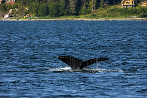 Store Alaska5L3A7652