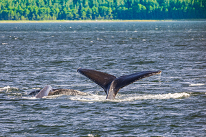 Store Alaska5L3A7728