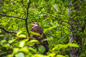 Store Alaska5L3A8248