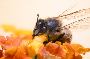 Store Macro 2024 06 16