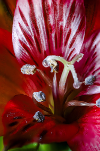 Store Macro 5L3A3662