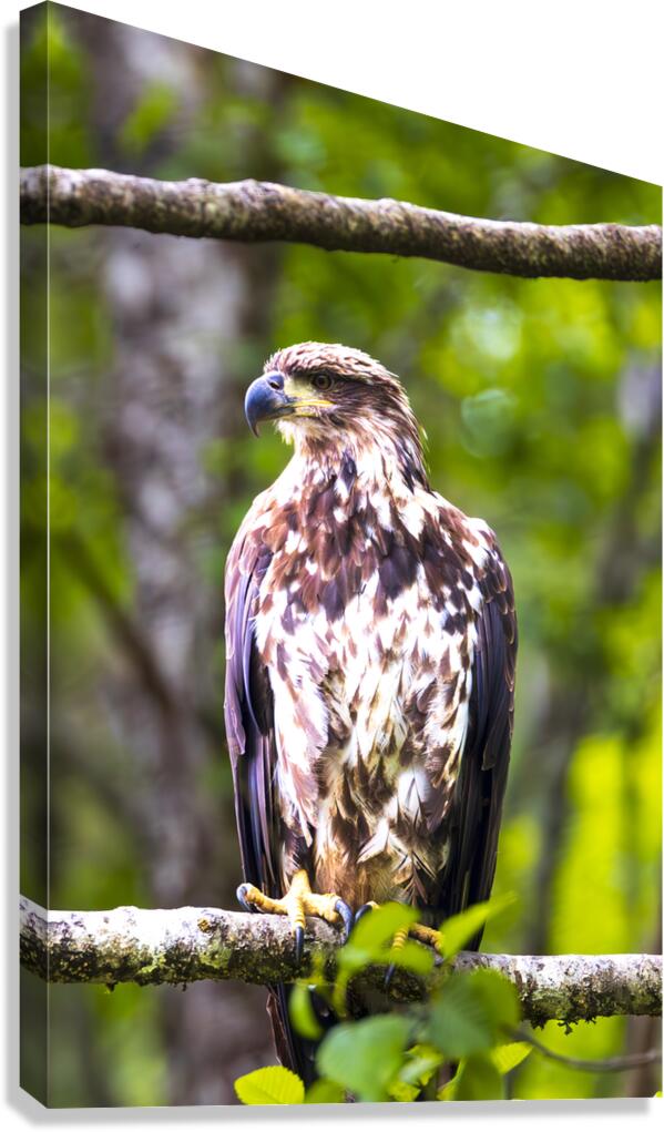 Alaska Juvenile Eagle Canvas Print