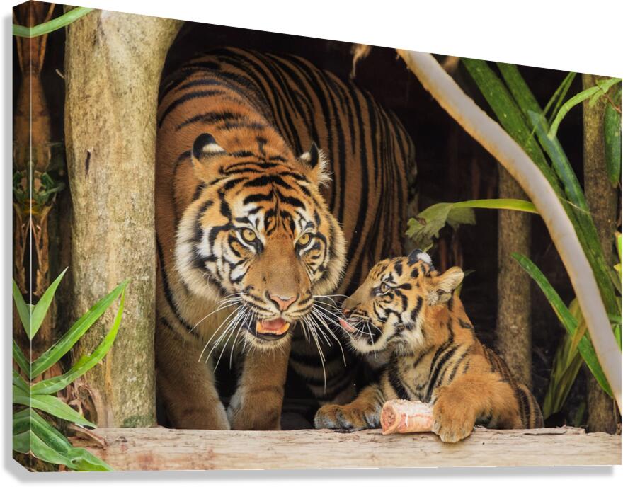 Tigers Canvas Print