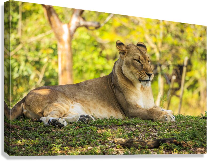 Lioness Canvas Print