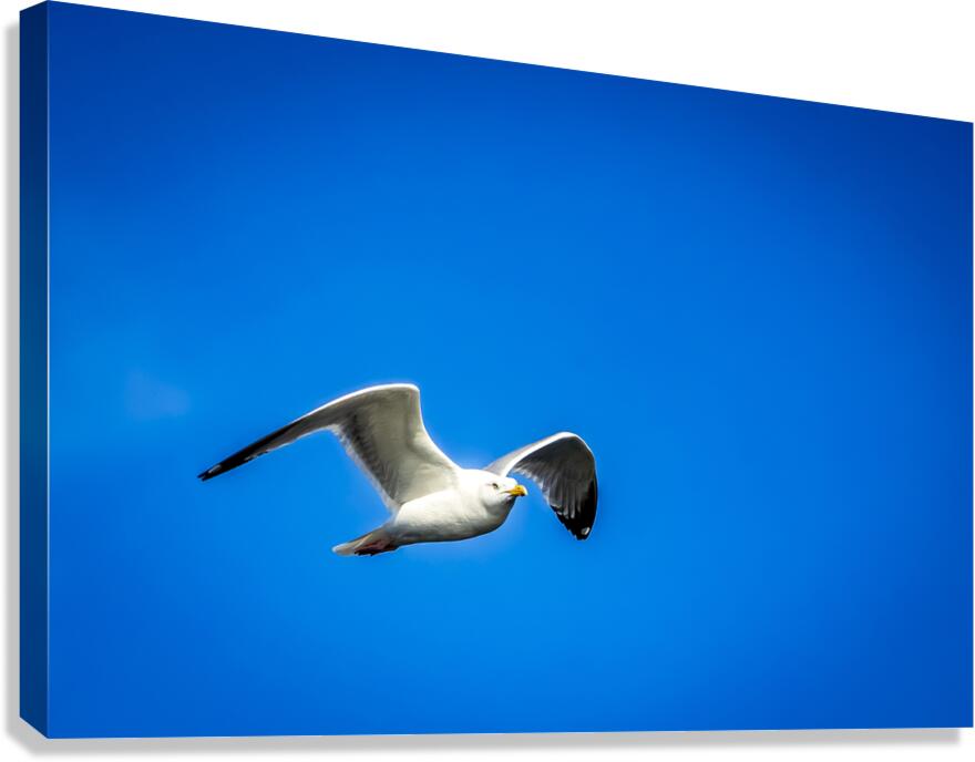 Store Alaska5L3A7673 Canvas Print