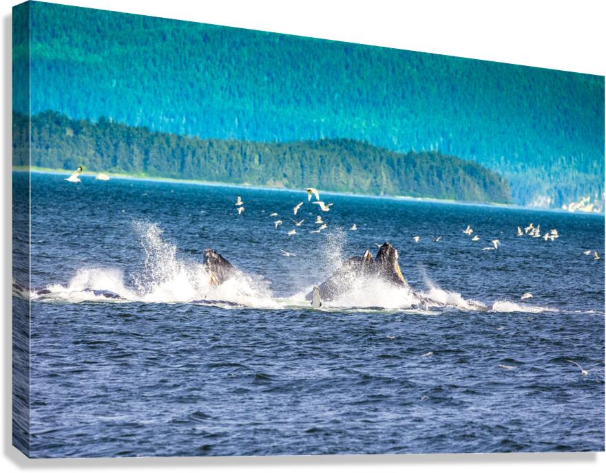 Store Alaska5L3A7688 Canvas Print