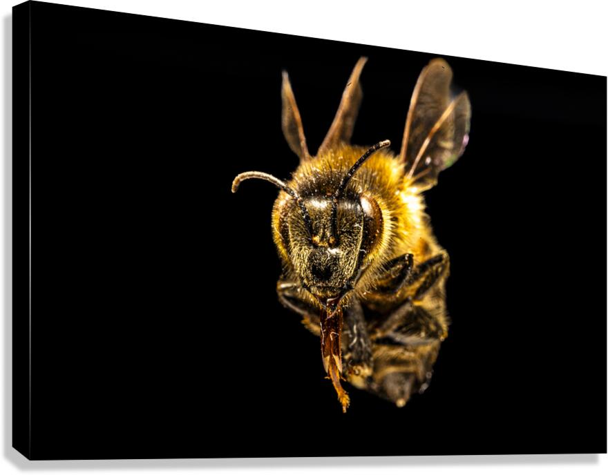 Store Macro 5L3A2752 Canvas Print