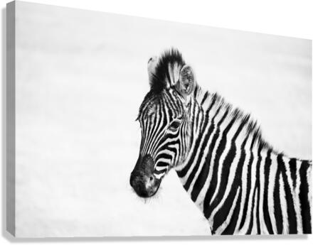 Young Zebra Canvas Print