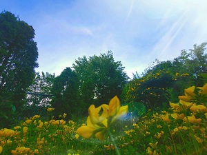 Suburban Field Flowers from an Unknown Place and Time