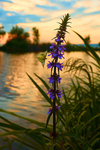 Butterfly Taking Off at the Balaton Hungary 2023