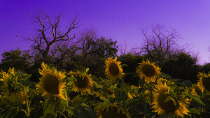 Sunflower Farm Hungary 2023