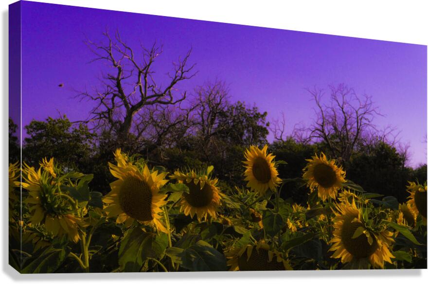 Sunflower Farm Hungary 2023 Canvas Print