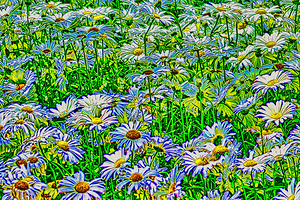 FIELD OF DAISIES 
