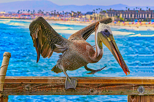 HABOR PELICAN 