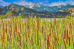 FIELD OF CATTAILS 