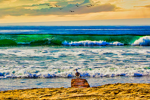 SEABIRD ON ROCK 