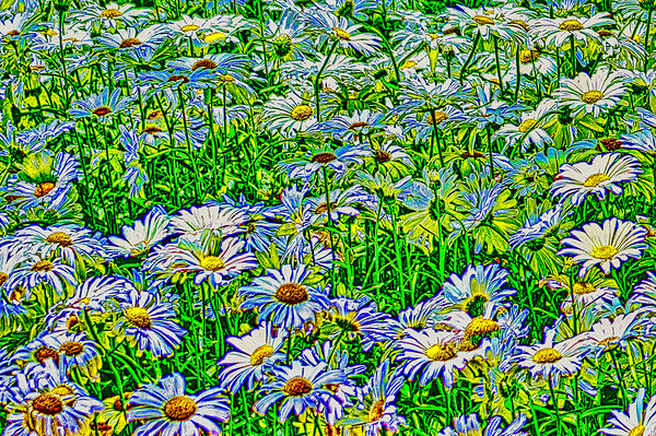 FIELD OF DAISIES  Print