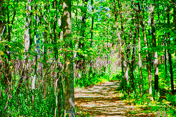 NATIVE FOREST  Print