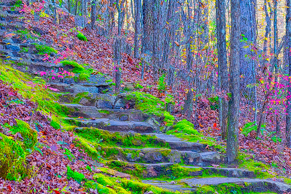 FOREST STAIRCASE  Digital Download